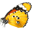 https://arfhaven.ca/wp-content/uploads/2019/08/butterfly.png